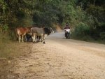 Thailand1.jpg