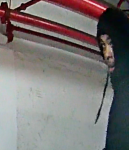 1579066823756_1579066784574_thief1.png