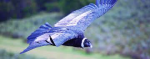 Image result for condors in chile