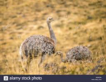 Image result for chilean rheas running wings out