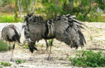Image result for chilean rheas running wings out