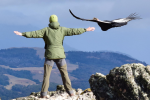 Image result for condors in chile
