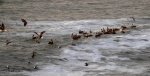 pelicanmeetupantofasghasto copy.JPG