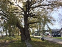 turkeypoint tree.jpg