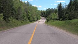 river road deer 2.jpg