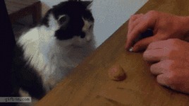 Shell Game.gif