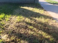Grass 2.jpg