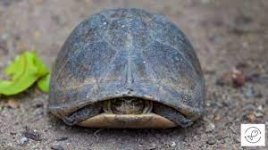 Why Do Turtles Hide In Their Shells? (Contrary Scientific Evidence)