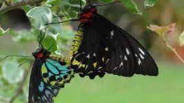 That pesky caterpillar could be a Cairns birdwing butterfly | The Cairns  Post