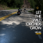 Let the Wild Orchids Grow art 1000px.png