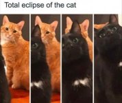 Cat Eclipse.jpg