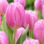 IMG_1203.jpeg