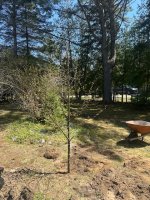 Tree1.jpg