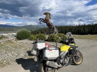 03 whitehorse horse.jpg
