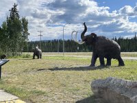 05 whitehorse elephants.jpg