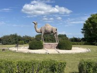 10 glenboro camel.jpg