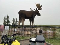 02 moose jaw moose.jpg