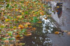 Wet-leaves.jpg