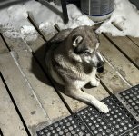 IMG_0233.jpeg IMG_0233.jpeg