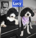 1772974222202.jpeg 1772974222202.jpeg