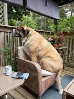 Frank Chair 3.jpg