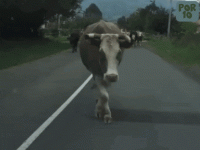 cow.gif