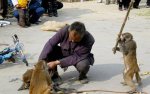 monkeys1_1208243c.jpg