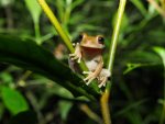 Treefrog 1.jpg