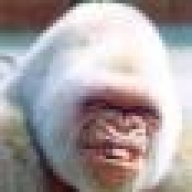VanillaGorilla