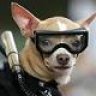 Seadog