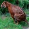 Polocoste