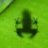 Froglet